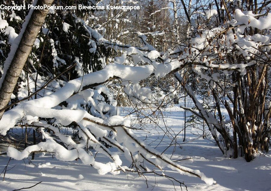 Ice, Outdoors, Snow, Bird, Grouse, Ptarmigan, Birch