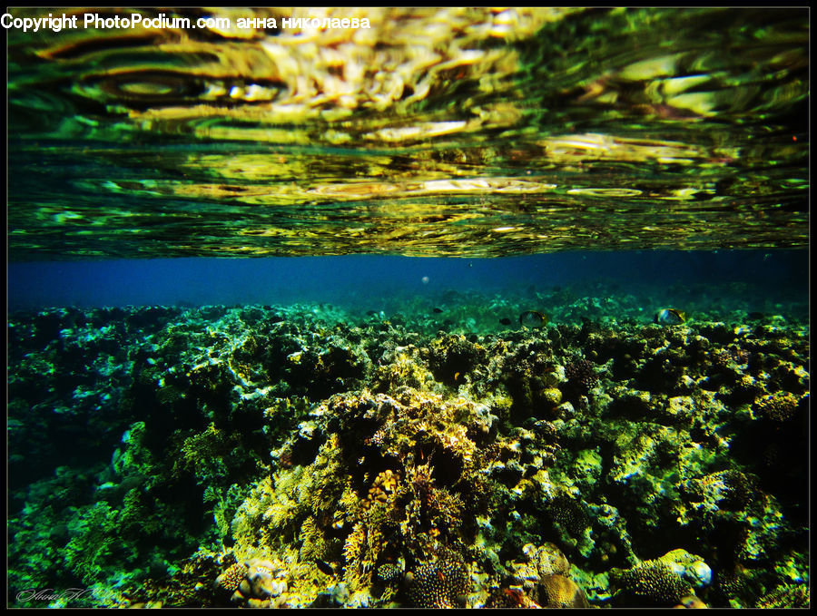 Coral Reef, Outdoors, Reef, Sea, Sea Life, Water