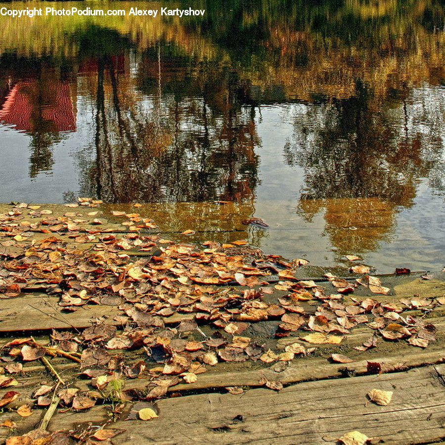 People, Person, Human, Water, Land, Marsh, Pond