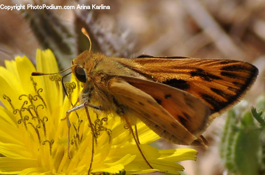 Bee, Insect, Invertebrate, Butterfly, Cricket Insect, Grasshopper, Asteraceae