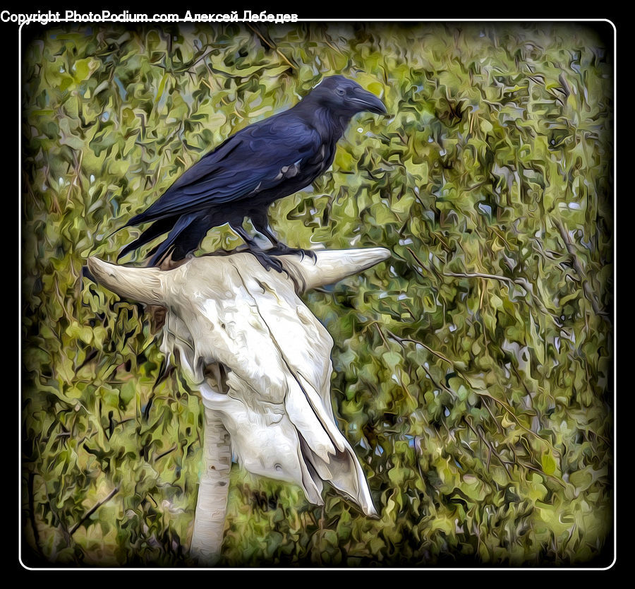 Bird, Blackbird, Crow, Blossom, Flora, Flower, Plant