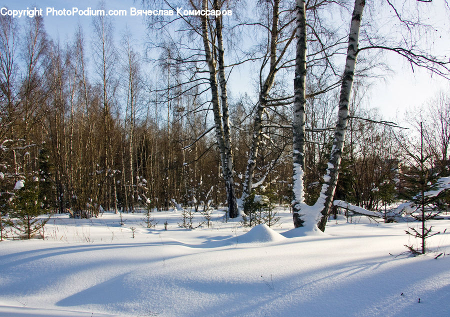 Forest, Vegetation, Birch, Tree, Wood, Conifer, Fir