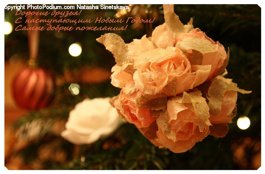 Blossom, Carnation, Flower, Plant, Floral Design, Flora, Hibiscus