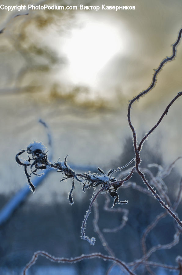 Ice, Outdoors, Snow, Bird, Blue Jay, Bluebird, Jay