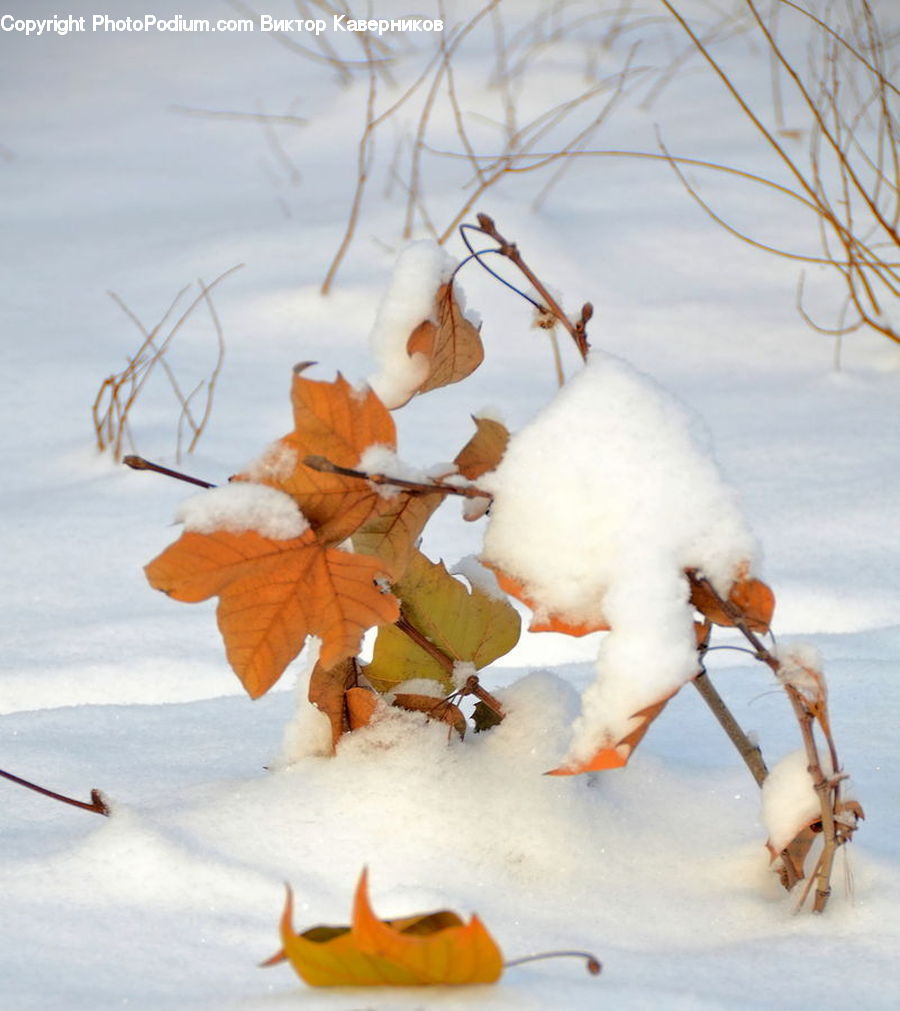 Maple, Maple Leaf, Plant, Leaf, Ice, Outdoors, Snow