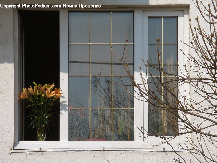 Plant, Potted Plant, Window, Herbal, Herbs, Planter, Building