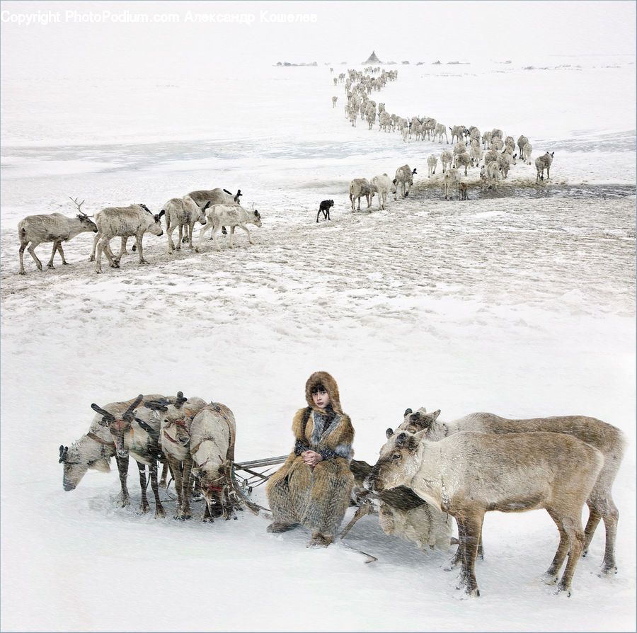 Arctic, Snow, Winter, Animal, Buffalo, Bull, Mammal