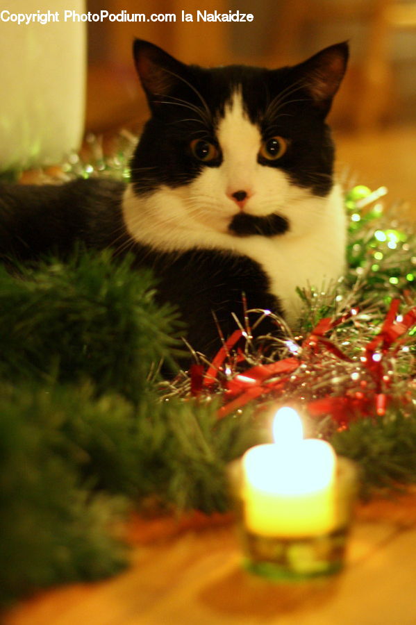 Plant, Potted Plant, Candle, Animal, Black Cat, Cat, Mammal