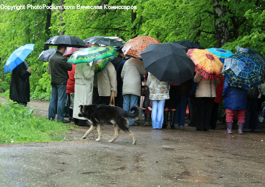 Umbrella, People, Person, Human, Animal, Canine, Collie