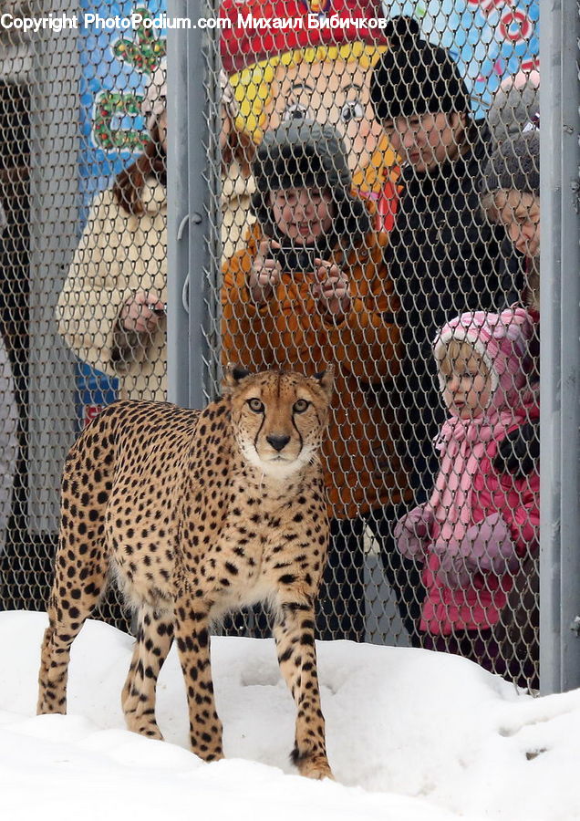 Animal, Leopard, Wildlife, Cheetah, Jaguar