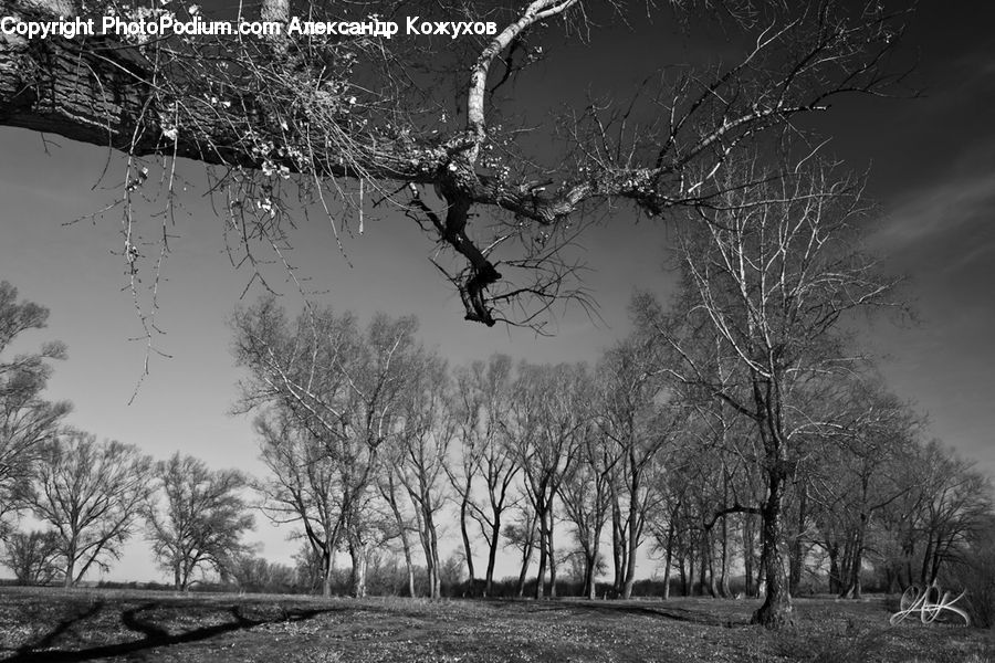 Plant, Tree, Oak, Wood, Forest, Grove, Land