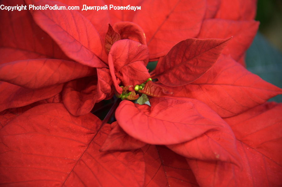 Blossom, Flora, Flower, Geranium, Plant, Hibiscus, Poppy