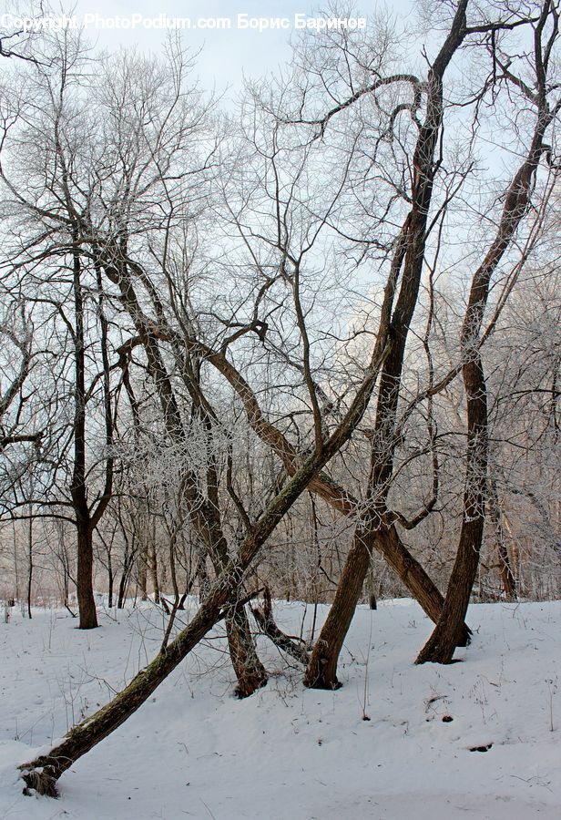 Birch, Tree, Wood, Plant, Landscape, Nature, Scenery