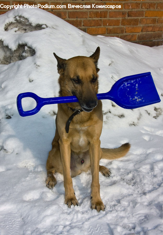 Shovel, Animal, Canine, Dog, German Shepherd, Mammal, Pet