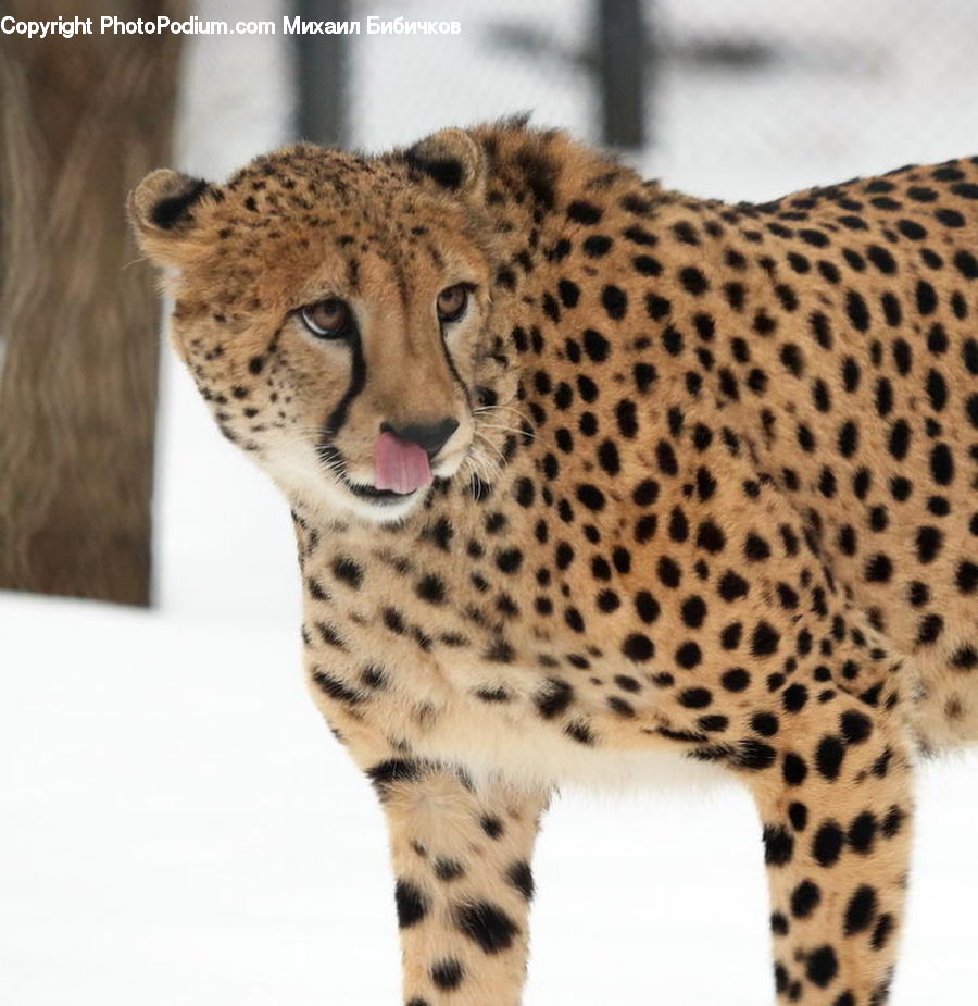 Animal, Cheetah, Leopard, Wildlife, Cat, Kitten, Mammal