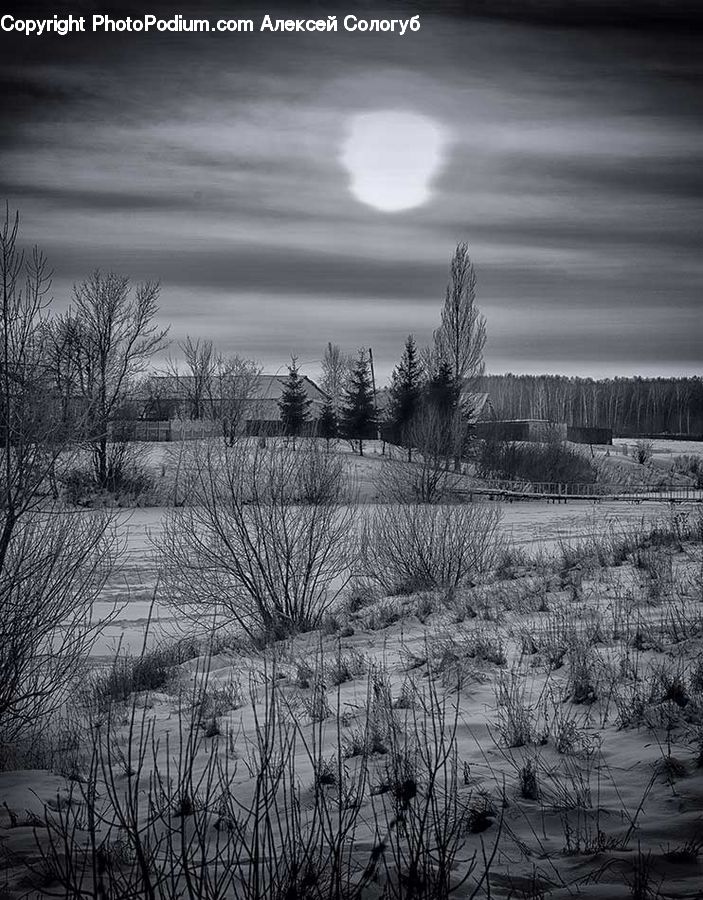 Grass, Plant, Reed, Countryside, Outdoors, Forest, Vegetation