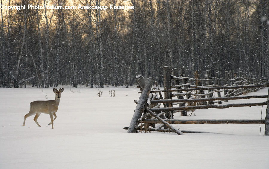 People, Person, Human, Ice, Outdoors, Snow, Animal