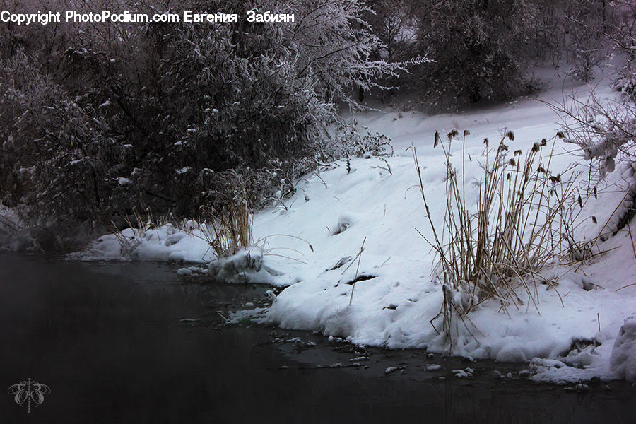 Land, Marsh, Pond, Swamp, Water, Ice, Outdoors