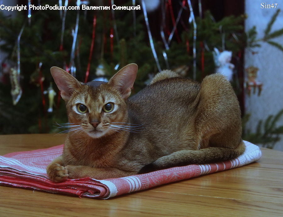 Abyssinian, Animal, Cat, Mammal, Pet, Plant, Potted Plant