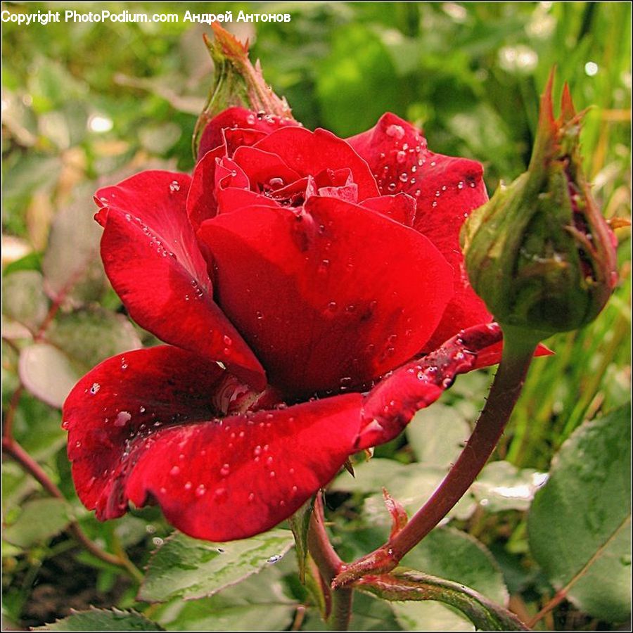 Blossom, Flower, Plant, Rose, Flora, Geranium, Gladiolus