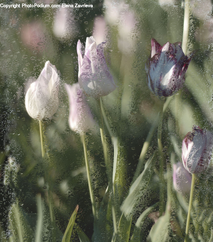 Water, Blossom, Flora, Flower, Geranium, Plant, Outdoors