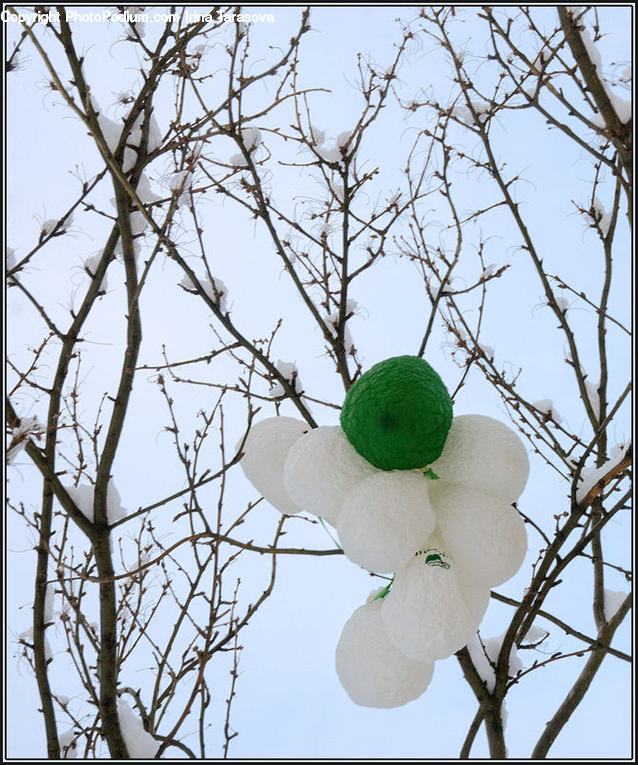 Blossom, Flora, Flower, Plant, Hat, Tree