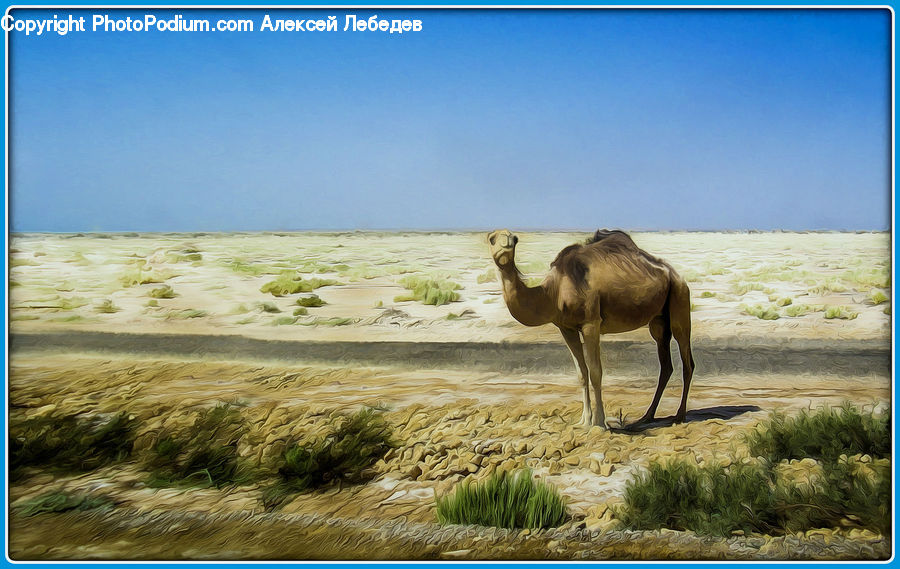 Animal, Camel, Mammal, Grassland, Outdoors, Savanna, Sand