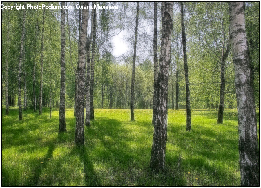 Forest, Vegetation, Birch, Tree, Wood, Conifer, Fir