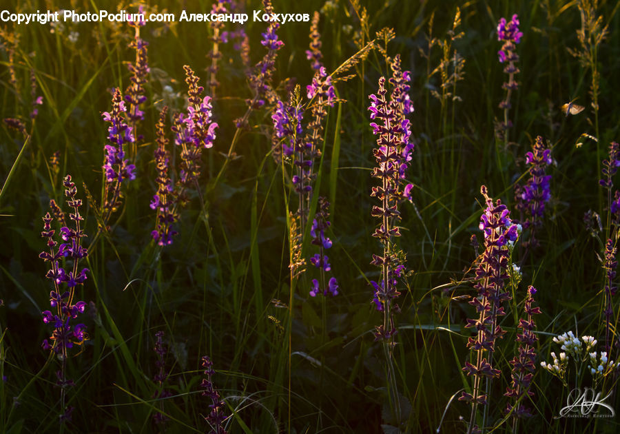 Blossom, Flora, Flower, Plant, Lavender, Field, Grass