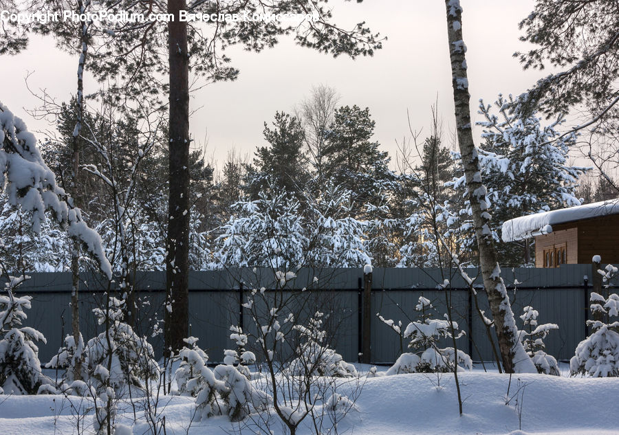 Ice, Outdoors, Snow, Plant, Tree, Birch, Wood