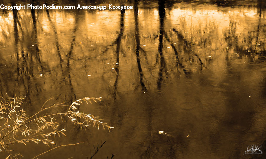 Field, Grass, Grassland, Plant, Reed, Land, Marsh