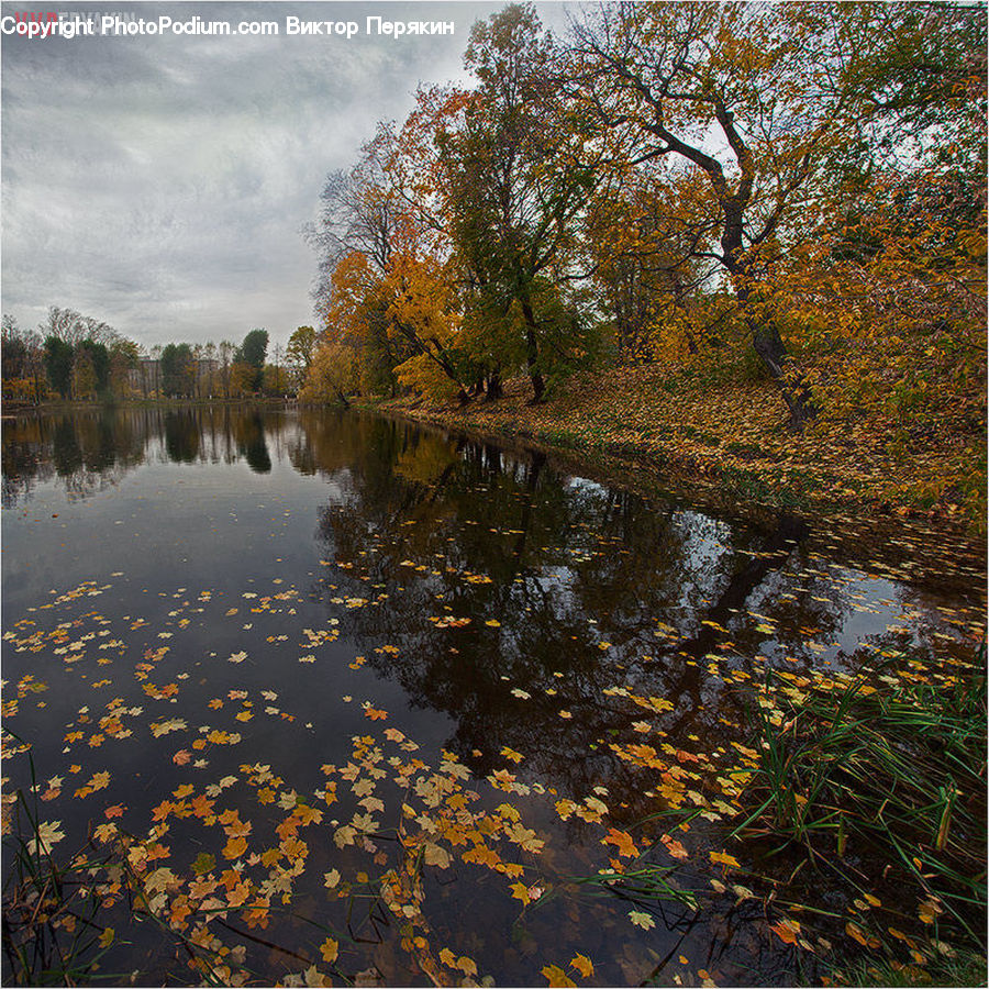 Land, Marsh, Pond, Swamp, Water, Outdoors, River