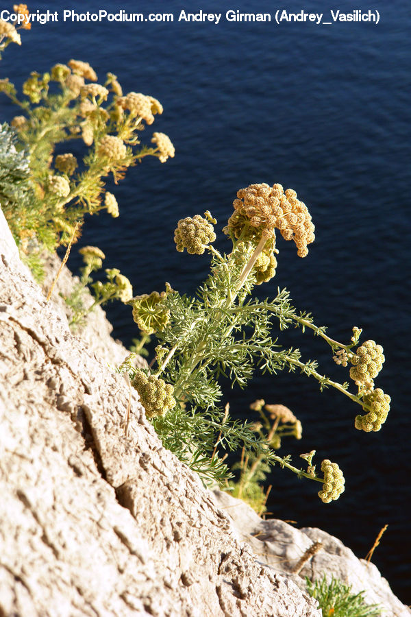 Conifer, Fir, Plant, Tree, Outdoors, Sea, Water