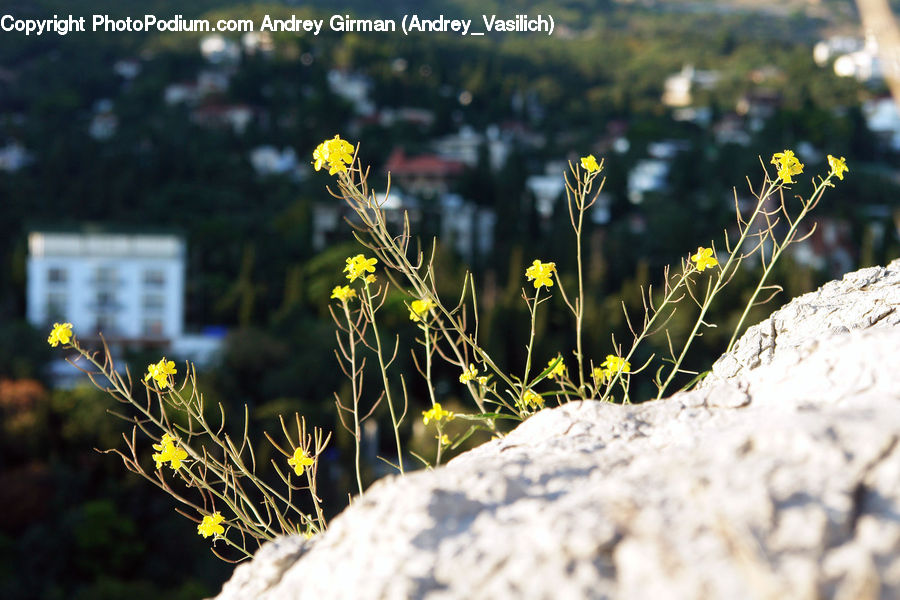 Apiaceae, Blossom, Plant, Field, Grass, Grassland, Flora