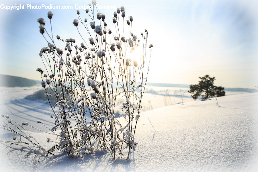 Plant, Potted Plant, Frost, Ice, Outdoors, Snow, Tree