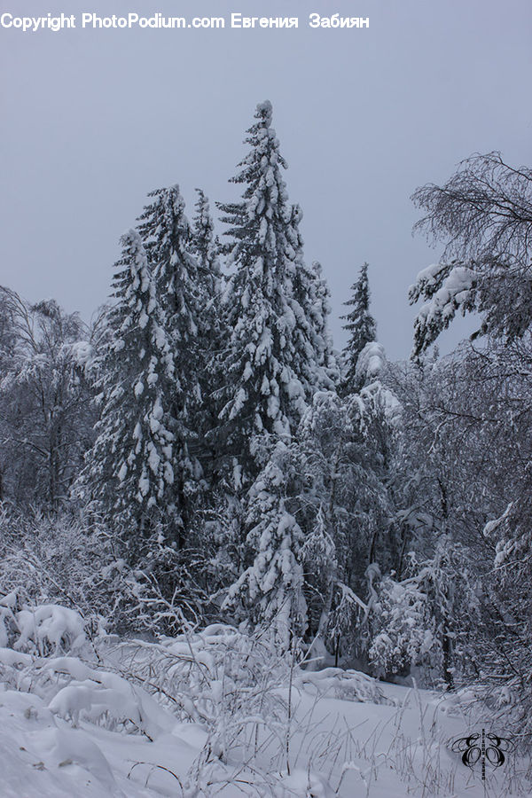 Conifer, Fir, Spruce, Wood, Ice, Outdoors, Snow