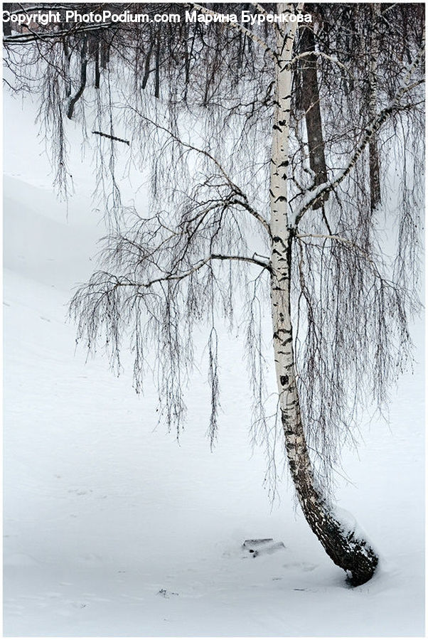 Plant, Tree, Ice, Outdoors, Snow, Birch, Wood