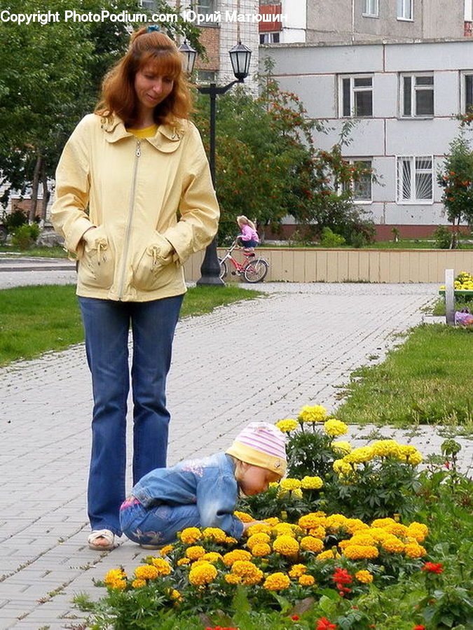 Human, People, Person, Dandelion, Flower, Plant, Potted Plant