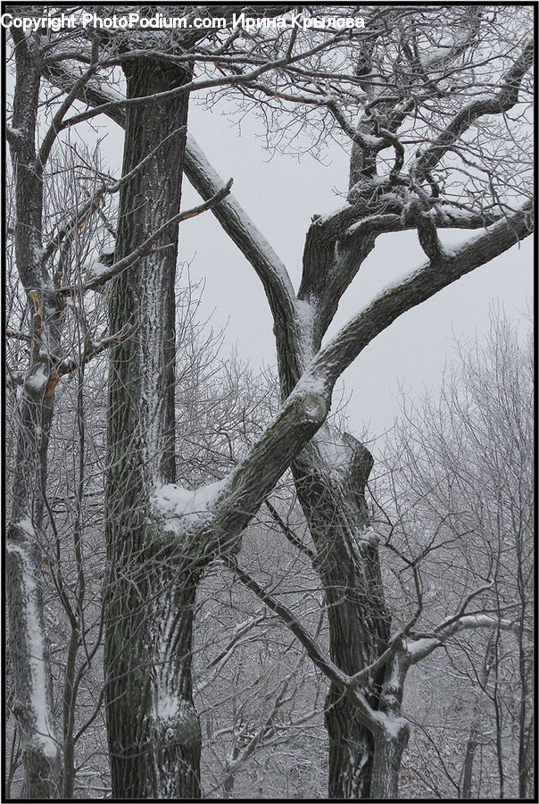 Plant, Tree, Oak, Wood, Ice, Outdoors, Snow