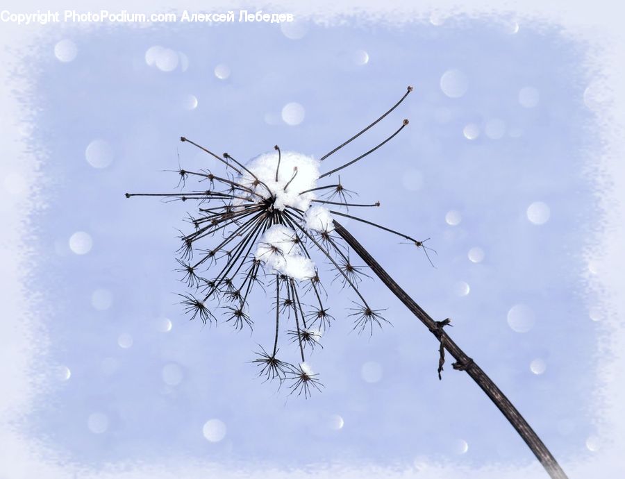 Dandelion, Flower, Plant, Grain, Seed, Blossom, Flora