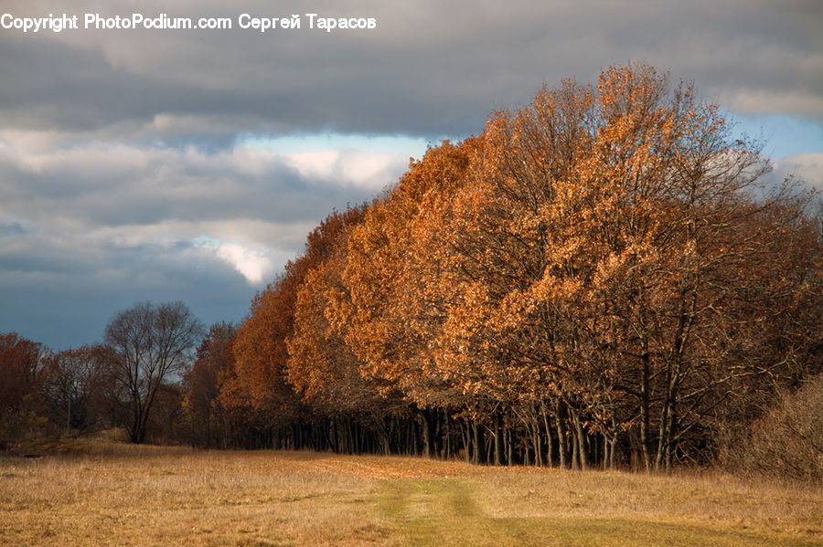 Conifer, Fir, Plant, Tree, Birch, Wood, Field