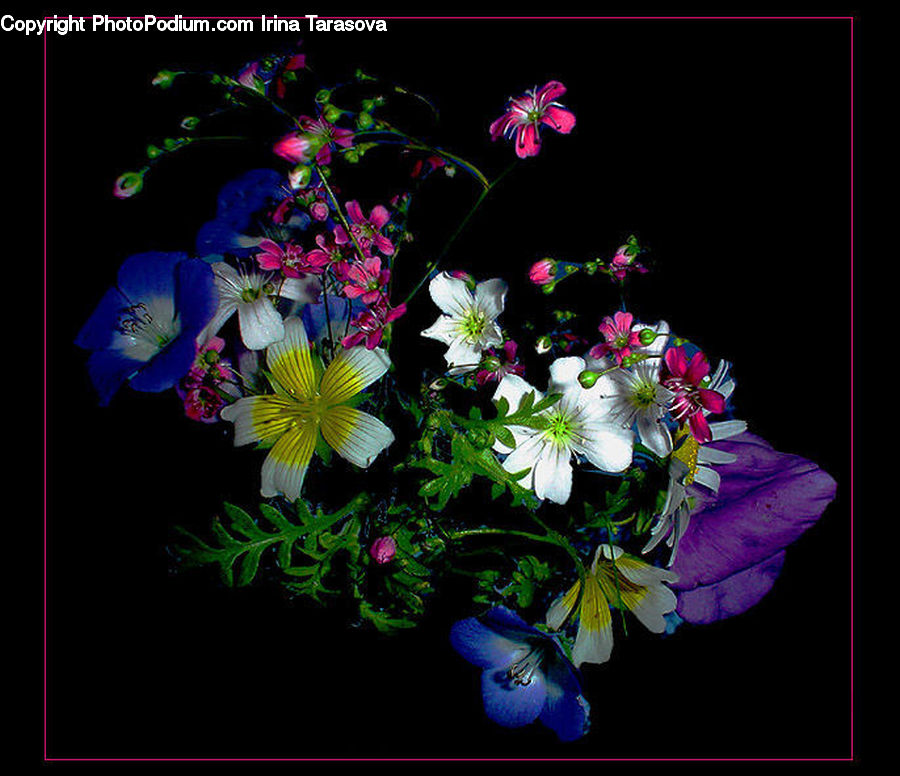 Blossom, Flora, Flower, Geranium, Plant, Flower Arrangement, Flower Bouquet