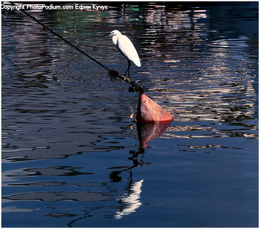 Ardeidae, Bird, Crane Bird, Heron, Stork, Waterfowl, Boat