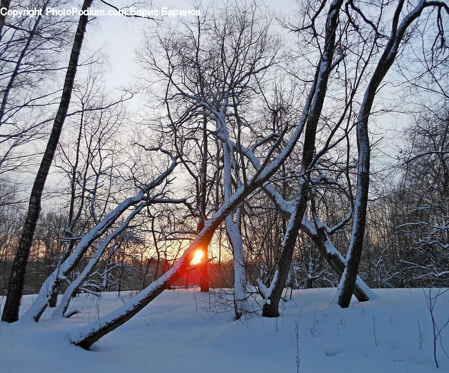 Plant, Tree, Cabin, Hut, Rural, Shack, Shelter