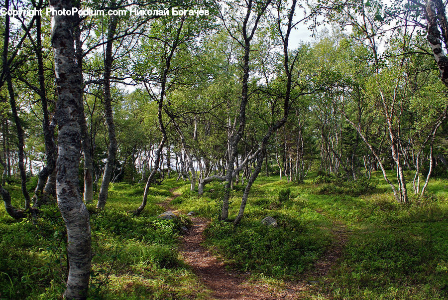 Birch, Tree, Wood, Forest, Grove, Land, Vegetation