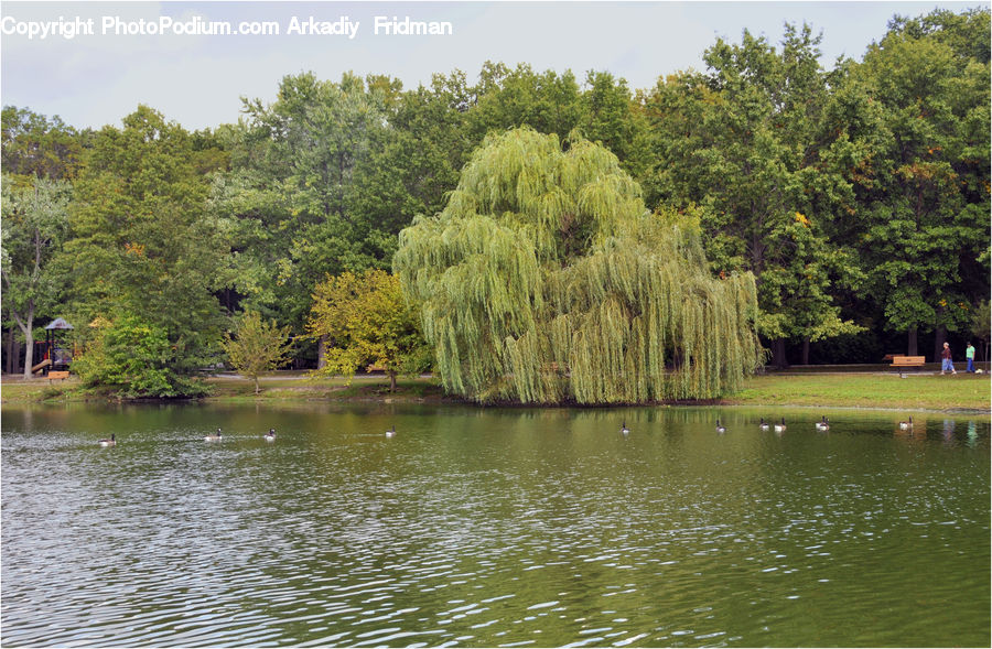 Outdoors, Pond, Water, Plant, Tree, Willow, Conifer