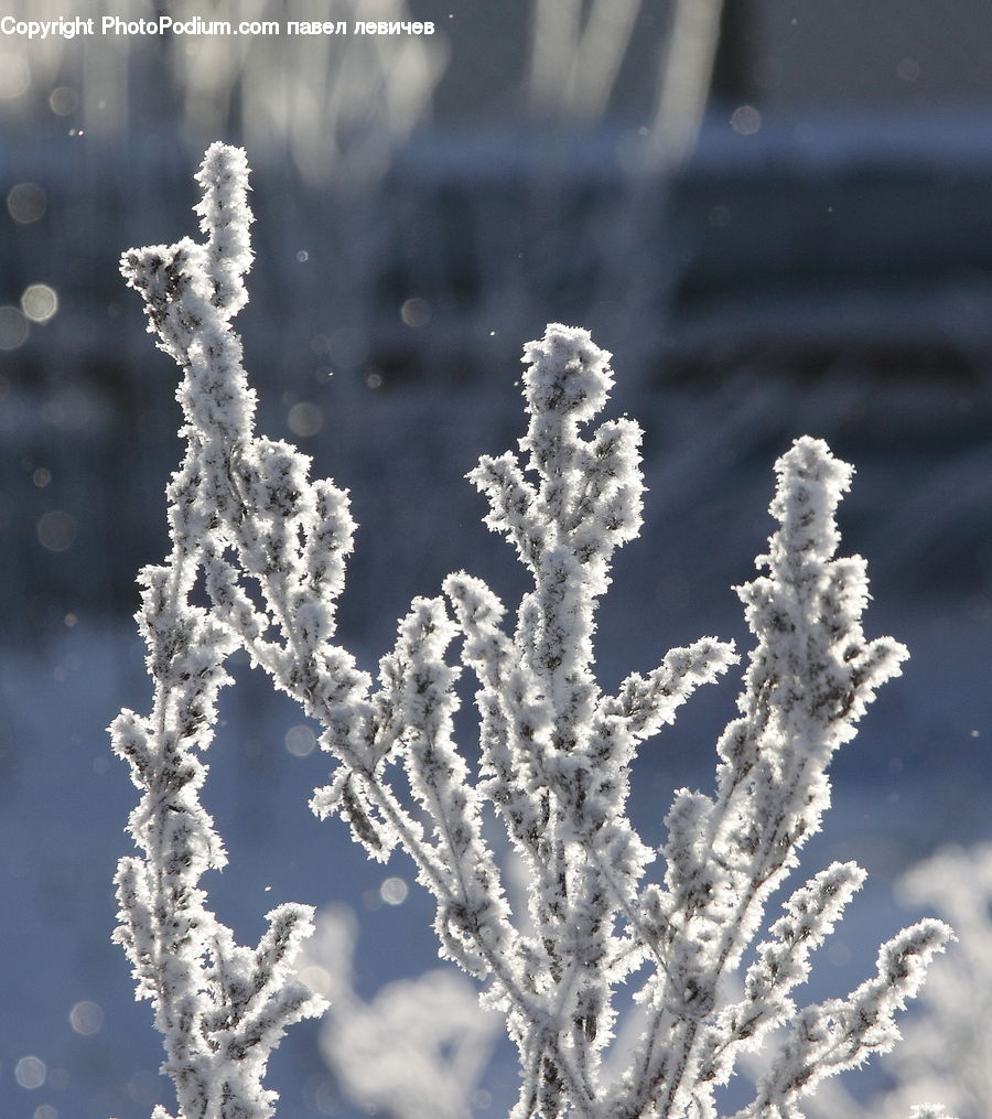 Frost, Ice, Outdoors, Snow, Blossom, Flora, Flower