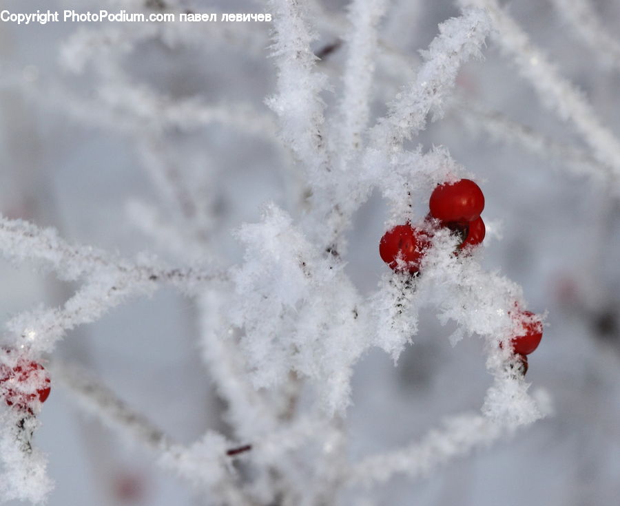 Frost, Ice, Outdoors, Snow, Cherry, Fruit