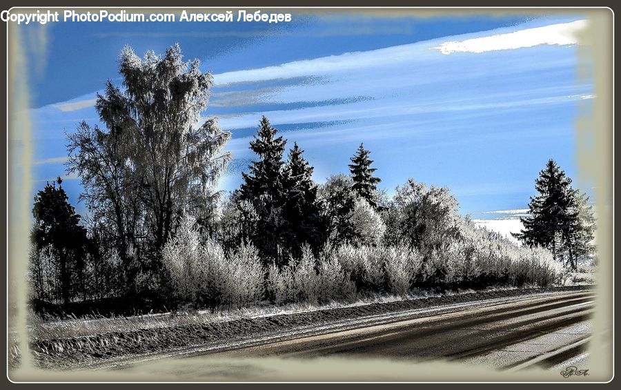 Dirt Road, Gravel, Road, Landscape, Nature, Scenery, Conifer