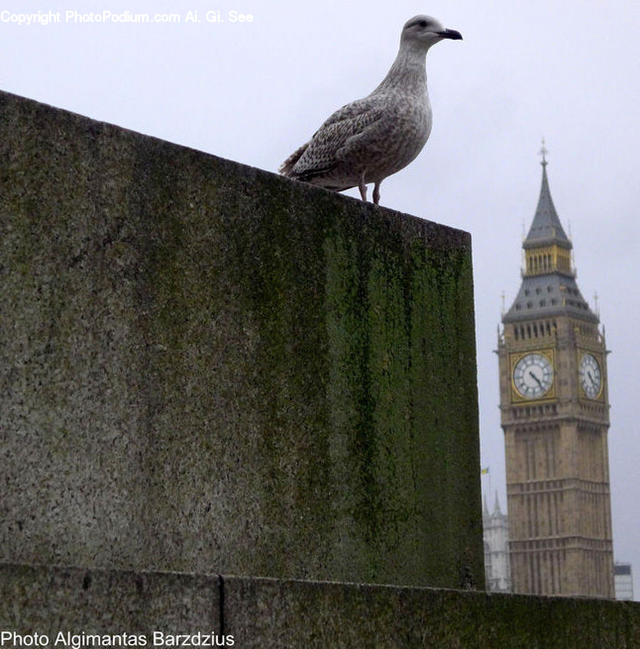 Bird, Seagull, Architecture, Tower, Bell Tower, Clock Tower, Dove